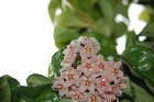 flowers.jpg